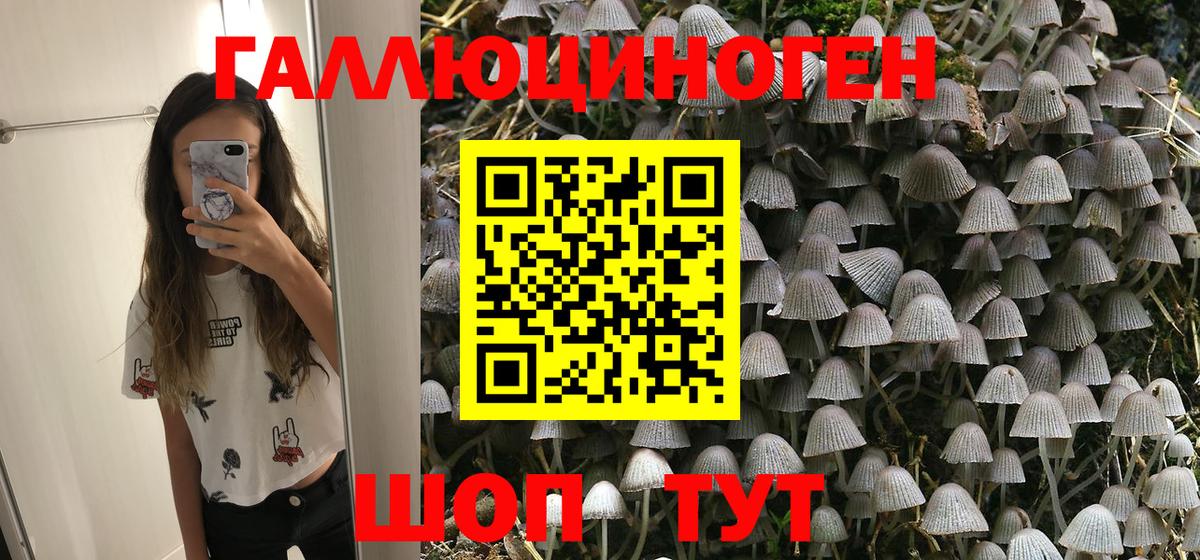 Псилоцибиновые грибы Psilocybine cubensis Пушкино
